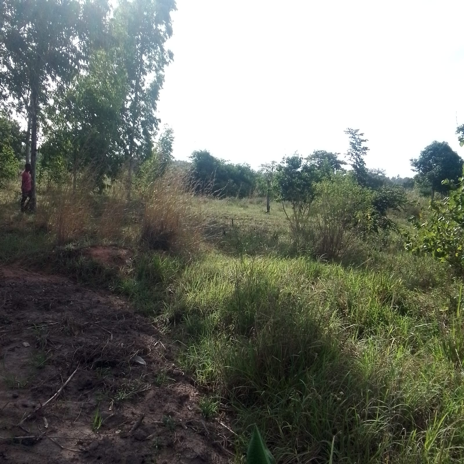 Dongo Kundu Property